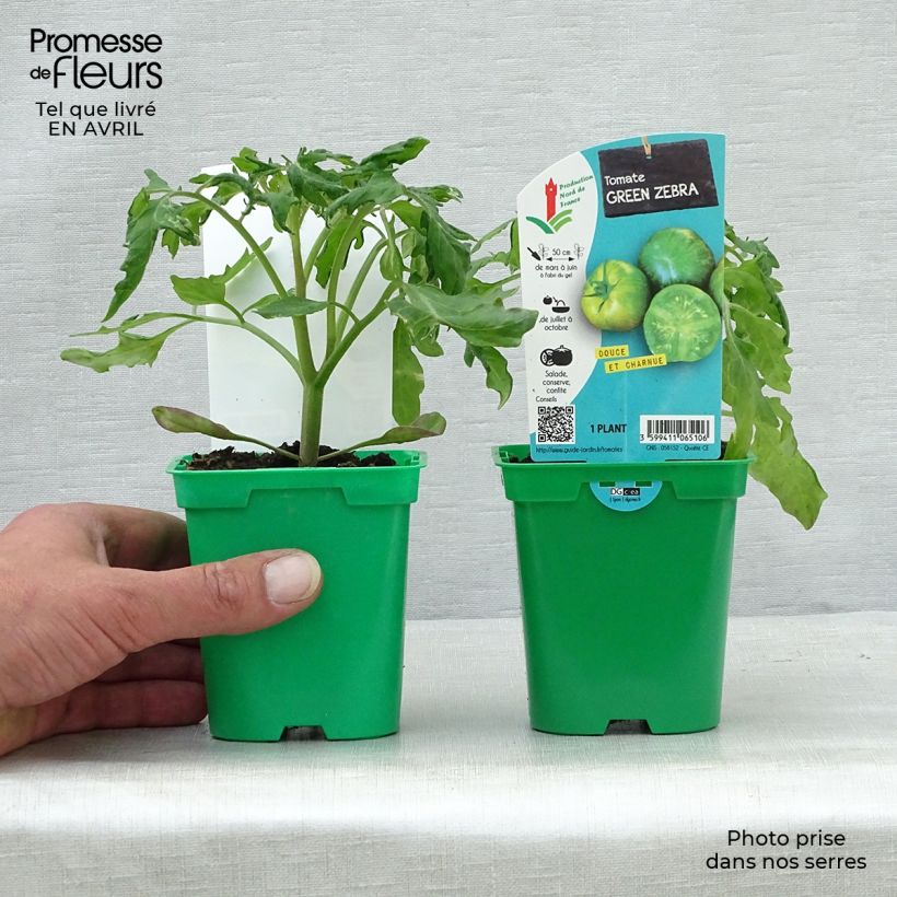 Amostra de Tomate Green Zebra en plants Pot de 10 cm/11cm tal como entregue na primavera