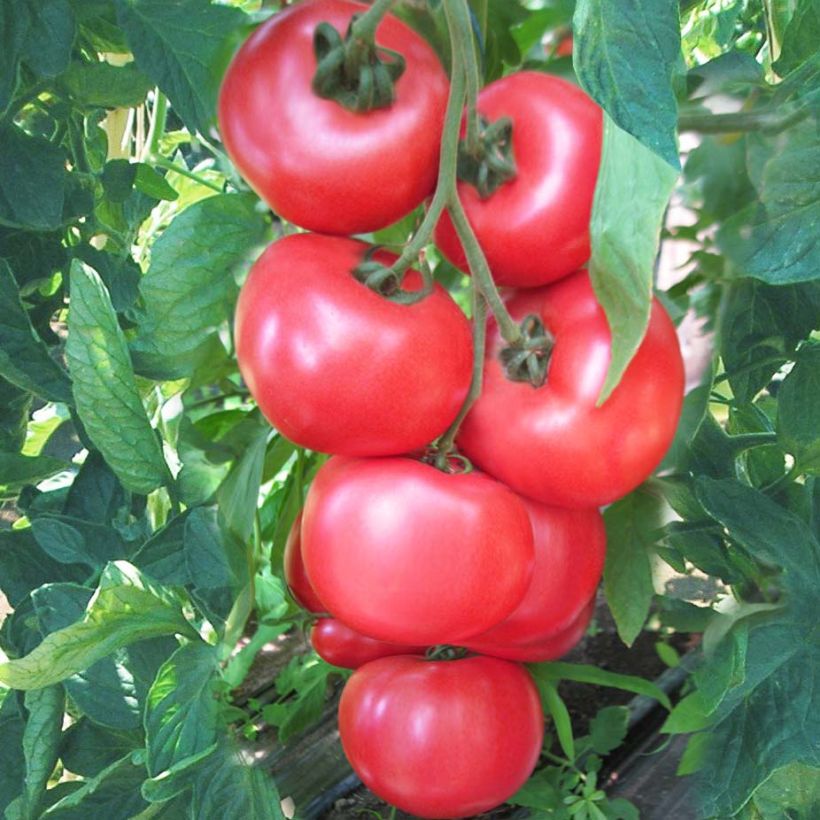 Tomate Honey Moon F1 plantas jovens (Colheita)