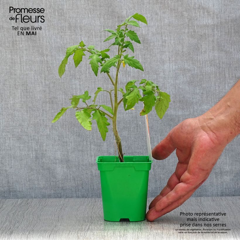 Amostra de Tomate Lemon Boy F1 en plants GREFFES Pot de 10 cm/11cm tal como entregue na primavera