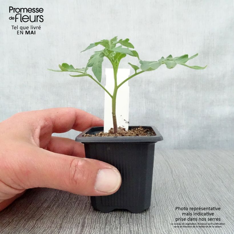 Amostra de Tomate Lemon Boy F1 jaune en plants Vaso de 7/8 cm tal como entregue na primavera