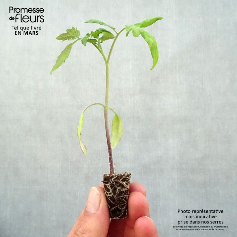 Amostra de Tomate Lemon Boy F1 jaune en plants Mini-torrão Ø 3/4 cm tal como entregue na primavera