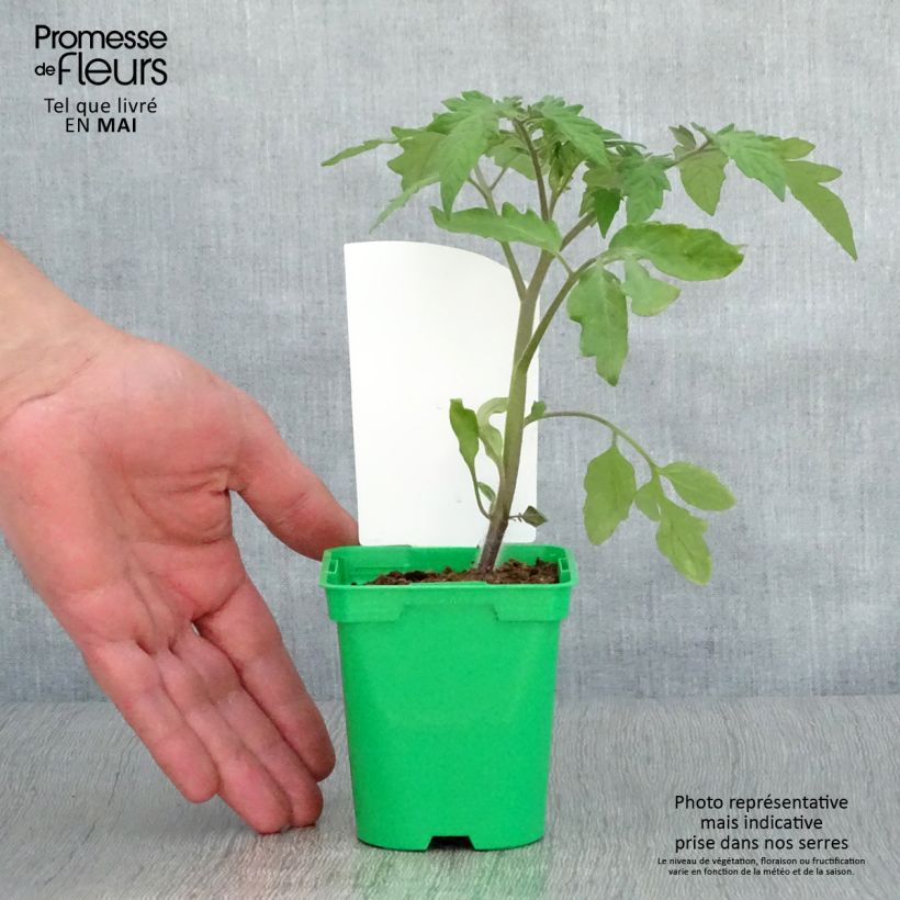 Amostra de Tomate Lemon Boy F1 jaune en plants Vaso de 10 cm/11 cm tal como entregue na primavera