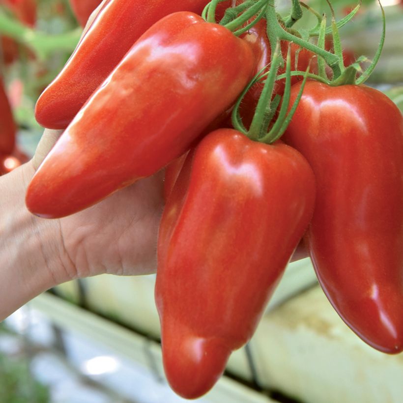 Tomate Licorna F1 plantas jovens (Colheita)