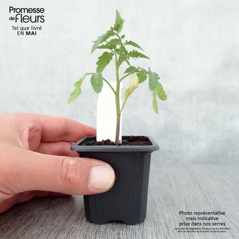 Amostra de Tomate Maestria F1 en plants Vaso de 7/8 cm tal como entregue na primavera