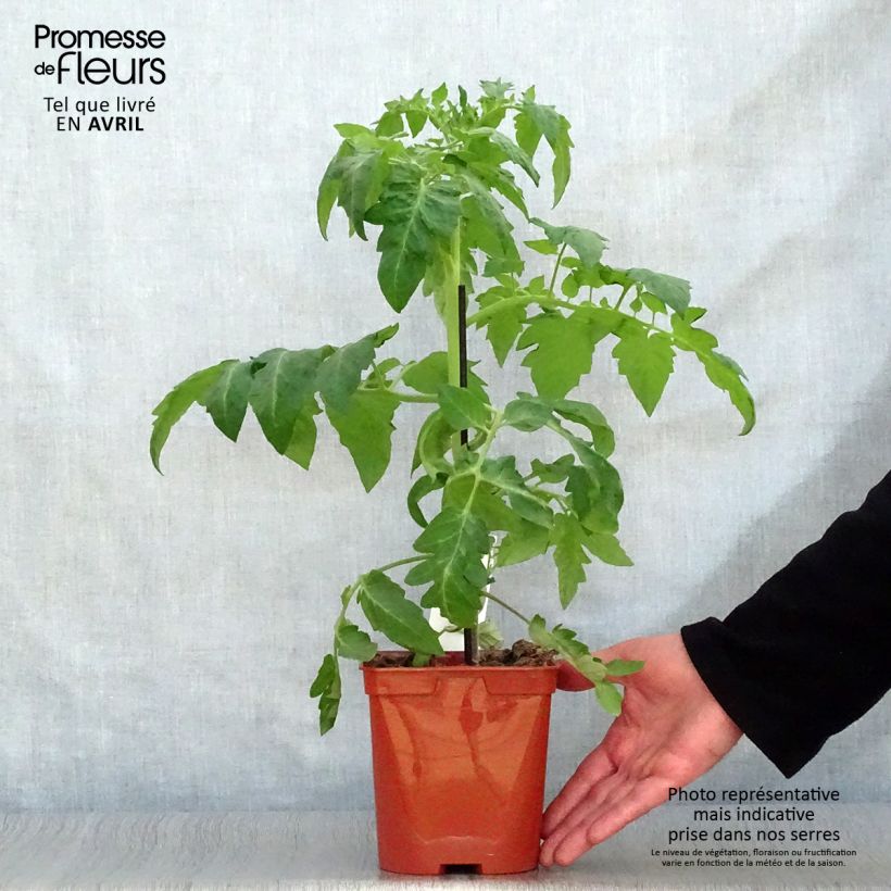 Amostra de Tomate Maestria F1 en plants GREFFES  Vaso de 2 L/3 L tal como entregue na primavera