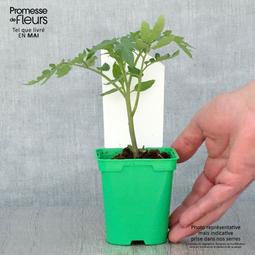 Amostra de Tomate Maestria F1 en plants Vaso de 10 cm/11 cm tal como entregue na primavera