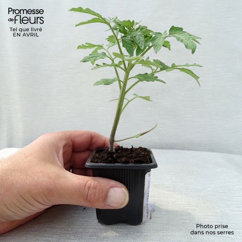 Amostra de Tomate Marmande en plants Vaso de 7/8 cm tal como entregue na primavera