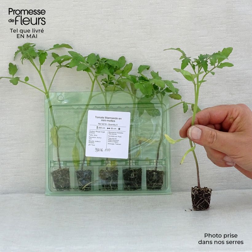 Amostra de Tomate Marmande en plants Mini-torrão Ø 3/4 cm tal como entregue na primavera
