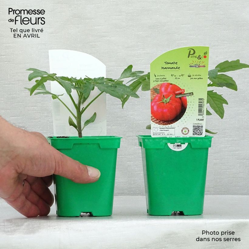 Amostra de Tomate Marmande en plants Vaso de 10 cm/11 cm tal como entregue na primavera