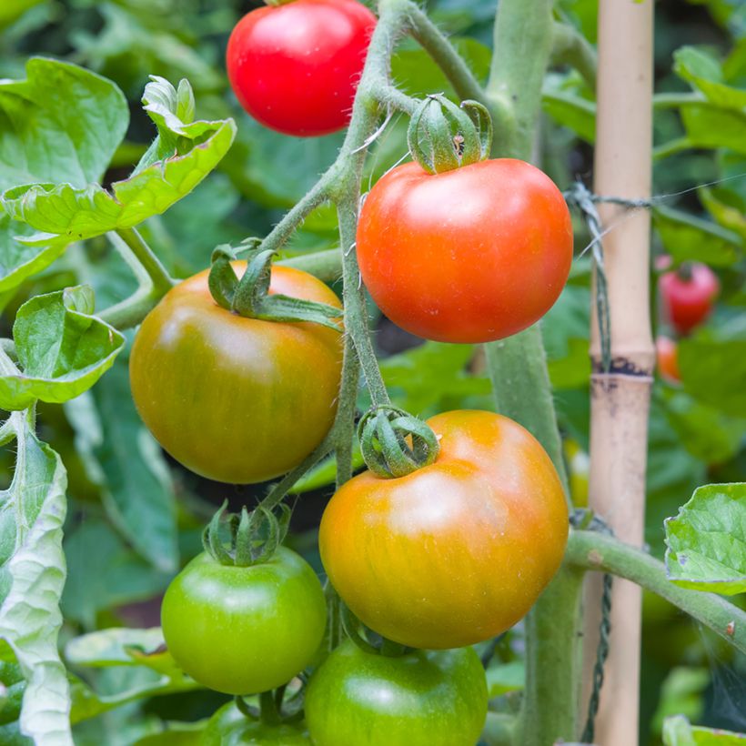 Tomate Moneymaker Bio (Colheita)