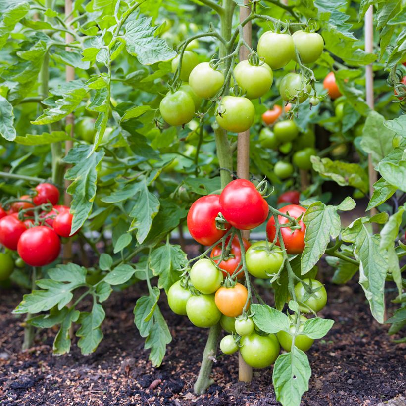 Tomate Moneymaker Bio (Hábito)