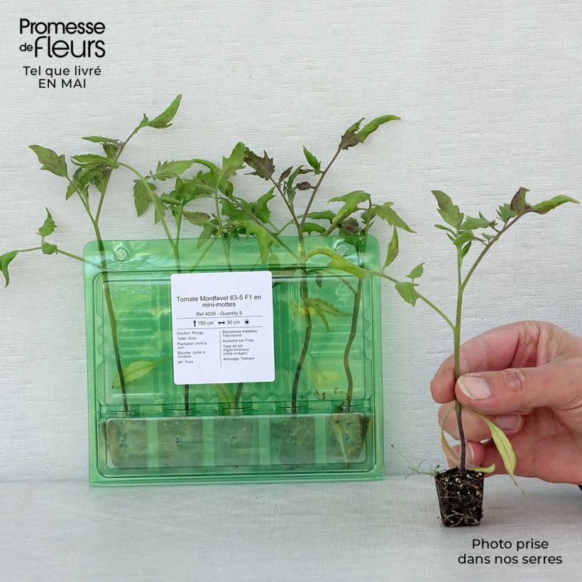 Amostra de Tomate Montfavet 63-5 F1 en plants Mini-torrão Ø 3/4 cm tal como entregue na primavera