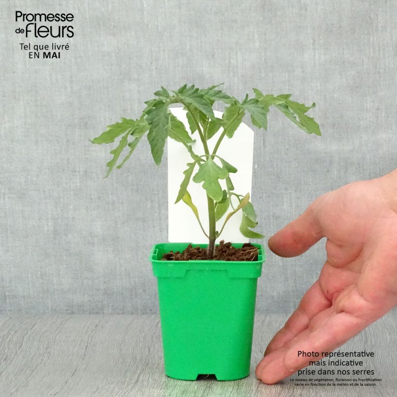 Amostra de Tomate Montfavet 63-5 F1 en plants Vaso de 10 cm/11 cm tal como entregue na primavera