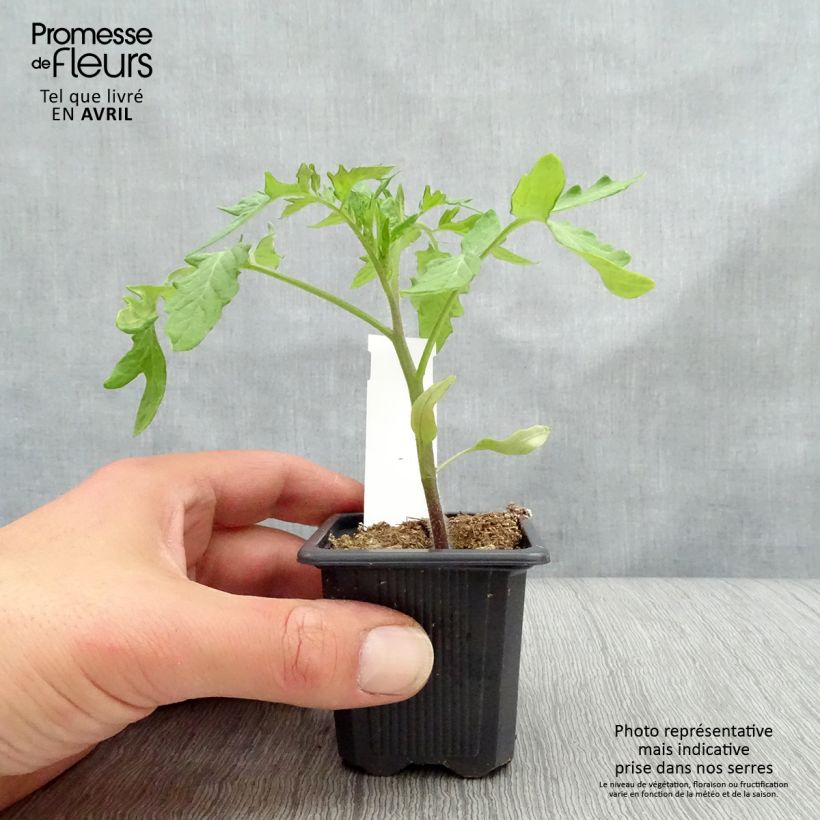 Amostra de Tomate Montfavet 63-5 F1 en plants Vaso de 7/8 cm tal como entregue na primavera