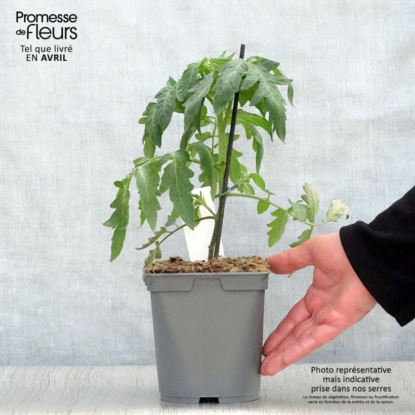Amostra de Tomate Montfavet en plants GREFFES  Pot de 2L/3L tal como entregue na primavera