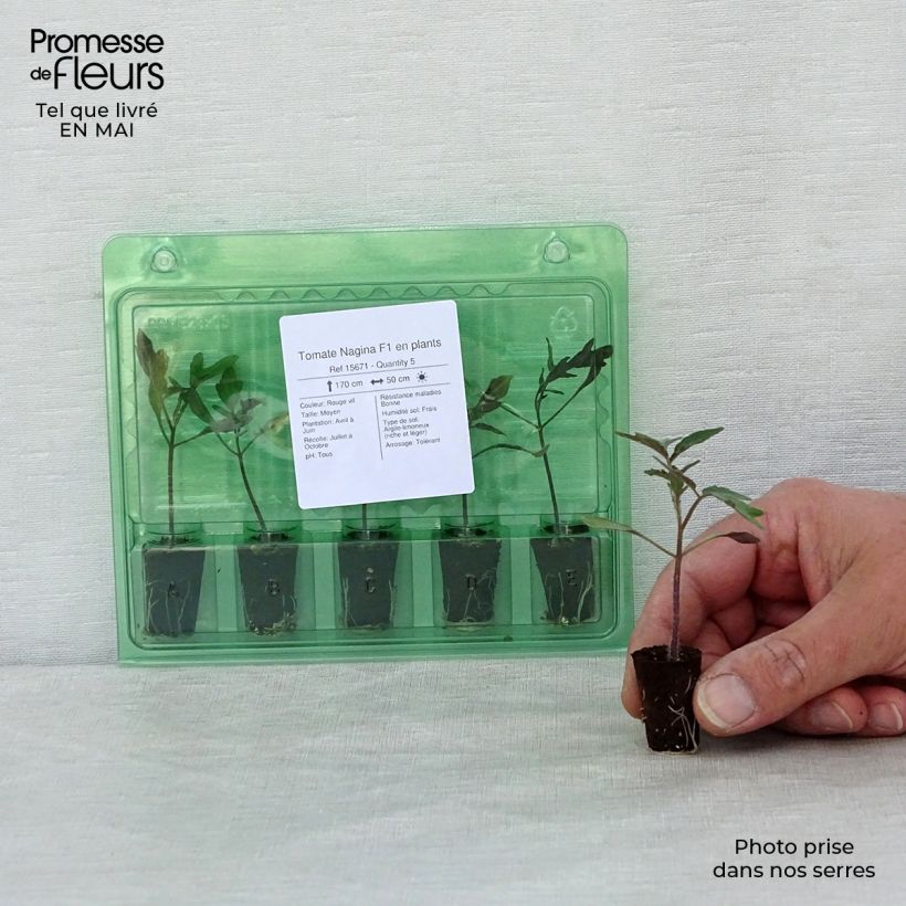 Amostra de Tomate Nagina F1 en plants Mini-motte Ø 1,5/2,5 cm tal como entregue na primavera