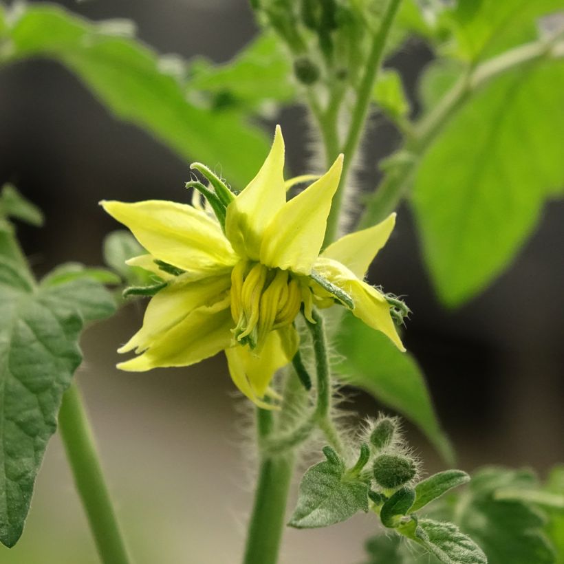 Tomate Noire de Crimée F1 plantas jovens ENXERTADAS (Floração)