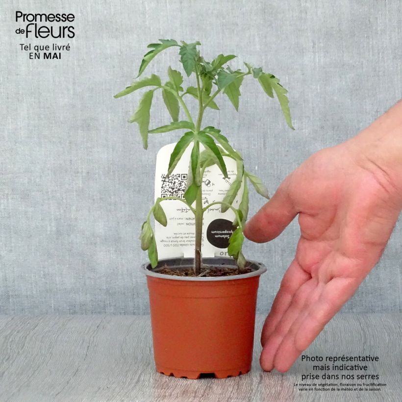 Amostra de Tomate Noire de Crimée BIO - Tomate ancienne en plants  Pot de 10 cm/11cm tal como entregue na primavera