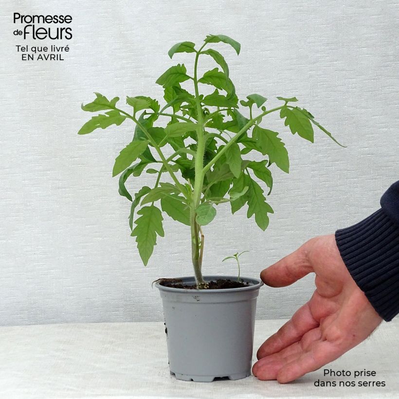 Amostra de Tomate Noire de Crimée F1 en plants GREFFES Godet de 8/9 cm tal como entregue na primavera