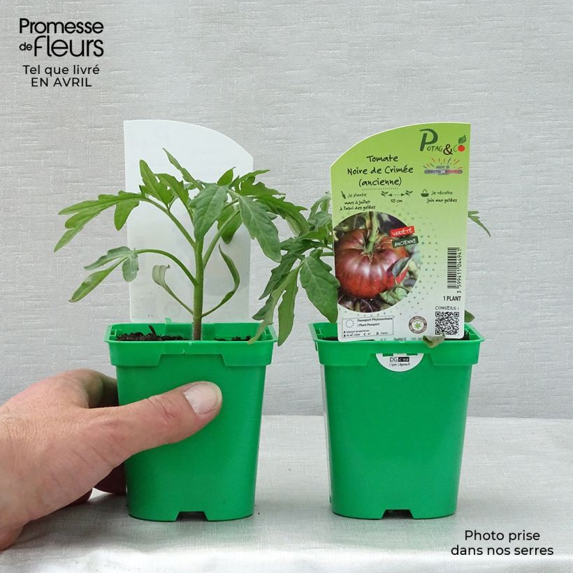 Amostra de Tomate Noire de Crimée en plants - Tomate ancienne Pot de 10 cm/11cm tal como entregue na primavera