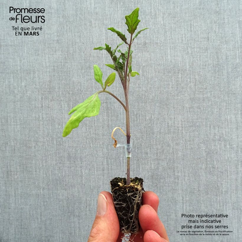 Amostra de Tomate Ochsenherz Orange en plants GREFFES Mini-motte Ø 3/4 cm tal como entregue na primavera