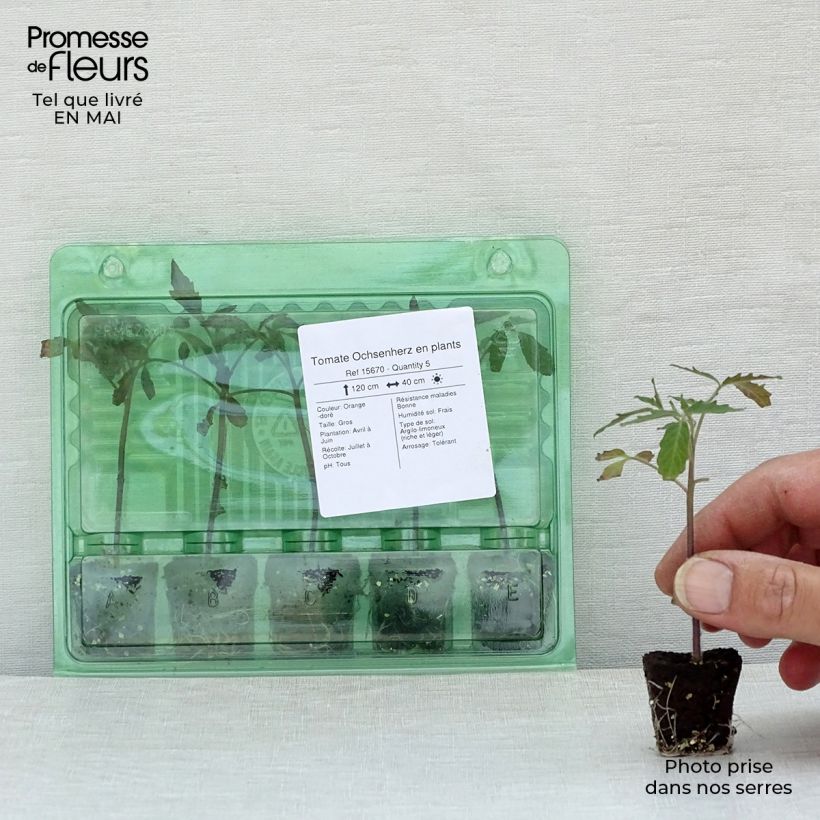 Amostra de Tomate Ochsenherz en plants Mini-motte Ø 3/4 cm tal como entregue na primavera