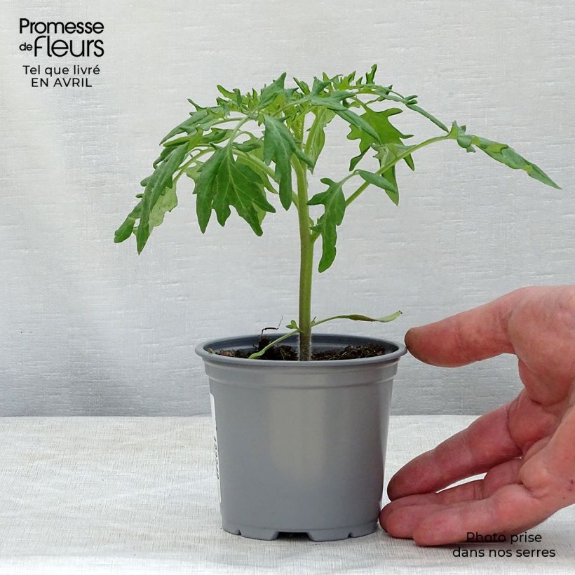 Amostra de Tomate Orange Queen en plants Godet de 8/9 cm tal como entregue na primavera