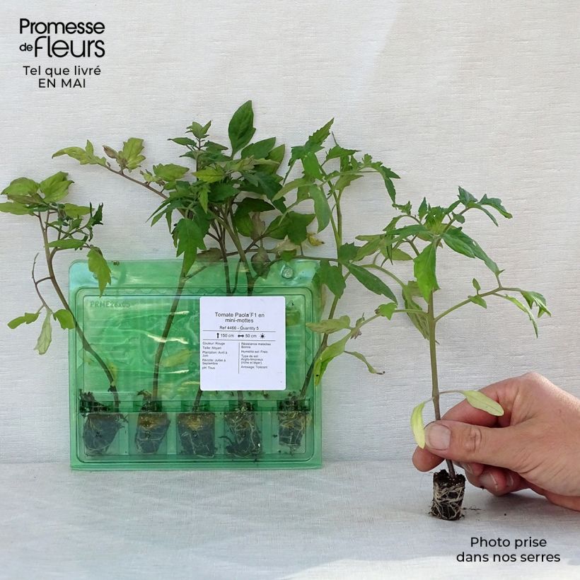 Amostra de Tomate Paola F1 en plants Mini-motte Ø 3/4 cm tal como entregue na primavera