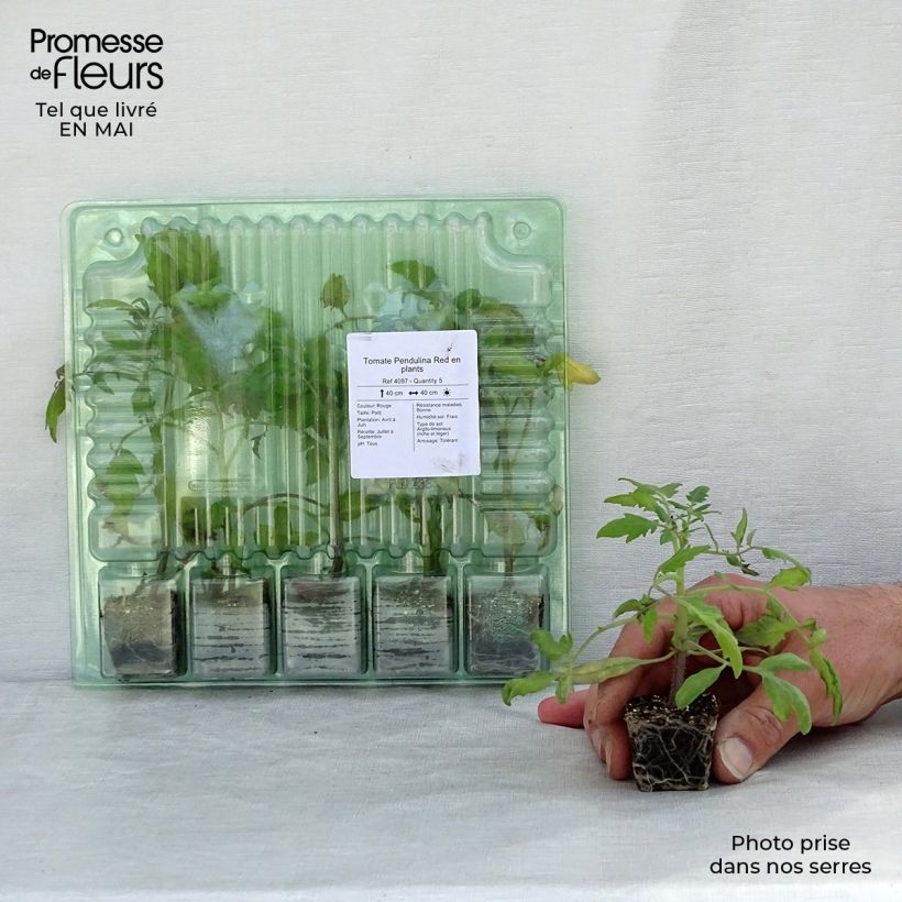 Amostra de Tomate Pendulina Red plantas jovens Mini-torrão Ø 3/4 cm tal como entregue na primavera