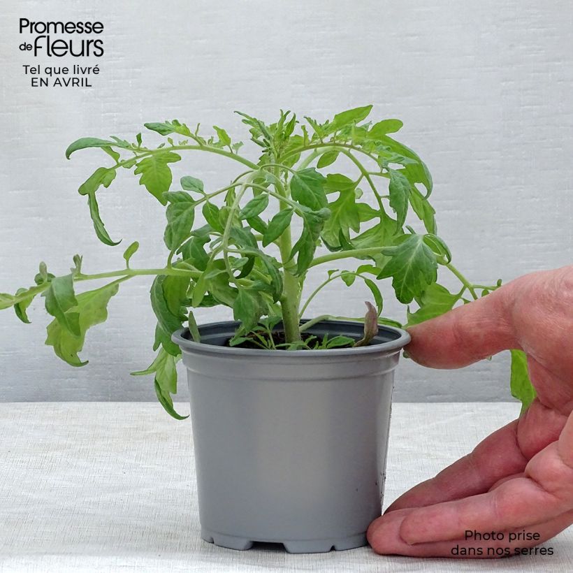 Amostra de Tomate Pendulina Red plantas jovens Vaso de 8/9 cm tal como entregue na primavera