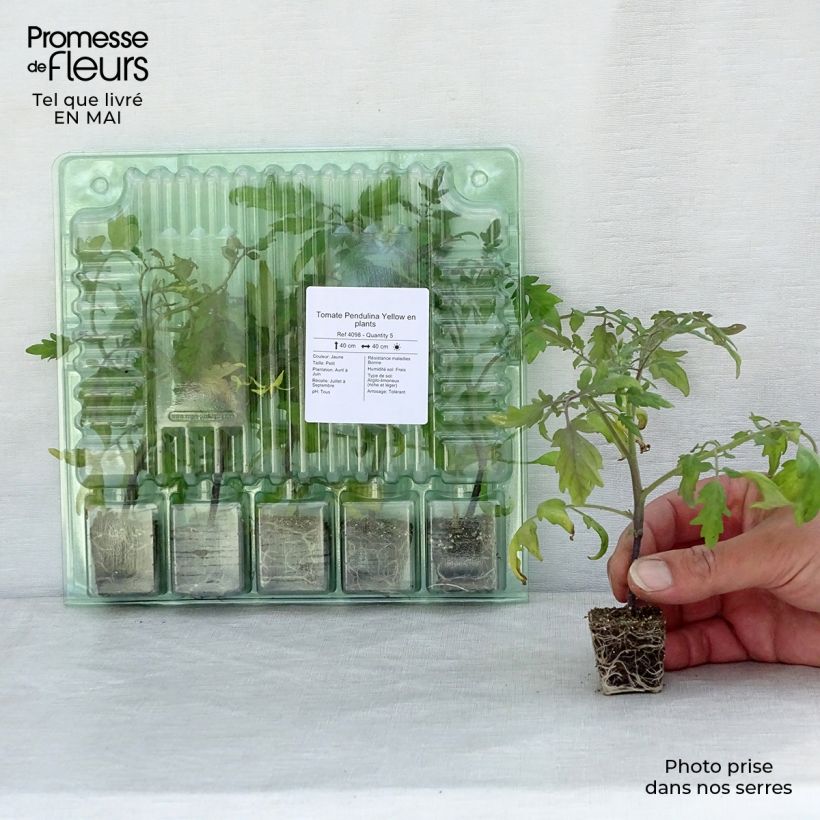 Amostra de Tomate Pendulina Yellow plantas jovens Mini-torrão Ø 3/4 cm tal como entregue na primavera