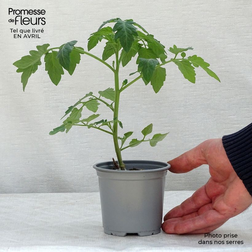 Amostra de Tomate Pepe F1 en plants GREFFES - La Sélection du Chef Godet de 8/9 cm tal como entregue na primavera