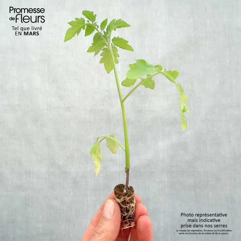 Amostra de Tomate Pepe F1 en plants GREFFES - La Sélection du Chef Mini-motte Ø 1,5/2,5 cm tal como entregue na primavera