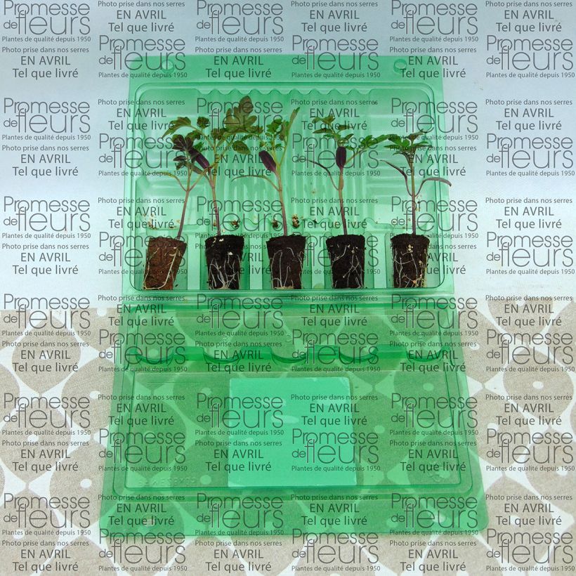 Exemplo de amostra de Tomate Pepe F1 en plants - Tomate cerise  Mini-motte Ø 3/4 cm tal como entregue