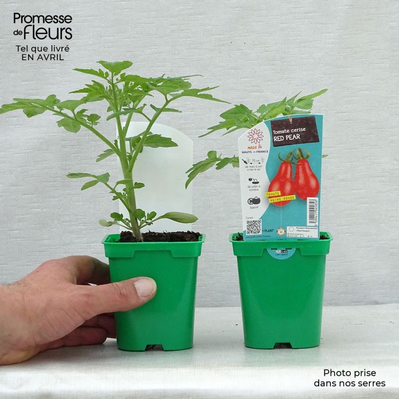 Amostra de Tomate Poire Rouge en godet - Tomate cerise Pot de 10 cm/11cm tal como entregue na primavera
