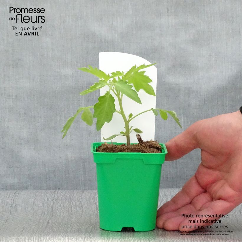 Amostra de Tomate Poire jaune - Tomate-cerise en plants Pot de 10 cm/11cm tal como entregue na primavera