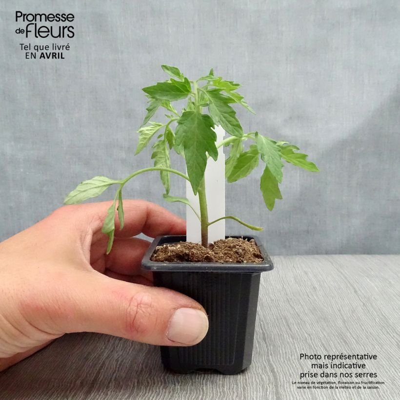 Amostra de Tomate Premio F1 en plants - Tomate-grappe Godet de 7/8 cm tal como entregue na primavera