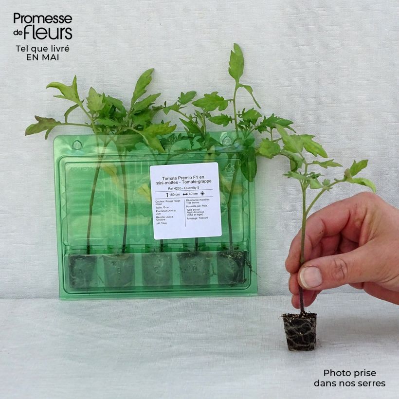 Amostra de Tomate Premio F1 en plants - Tomate-grappe Mini-motte Ø 3/4 cm tal como entregue na primavera
