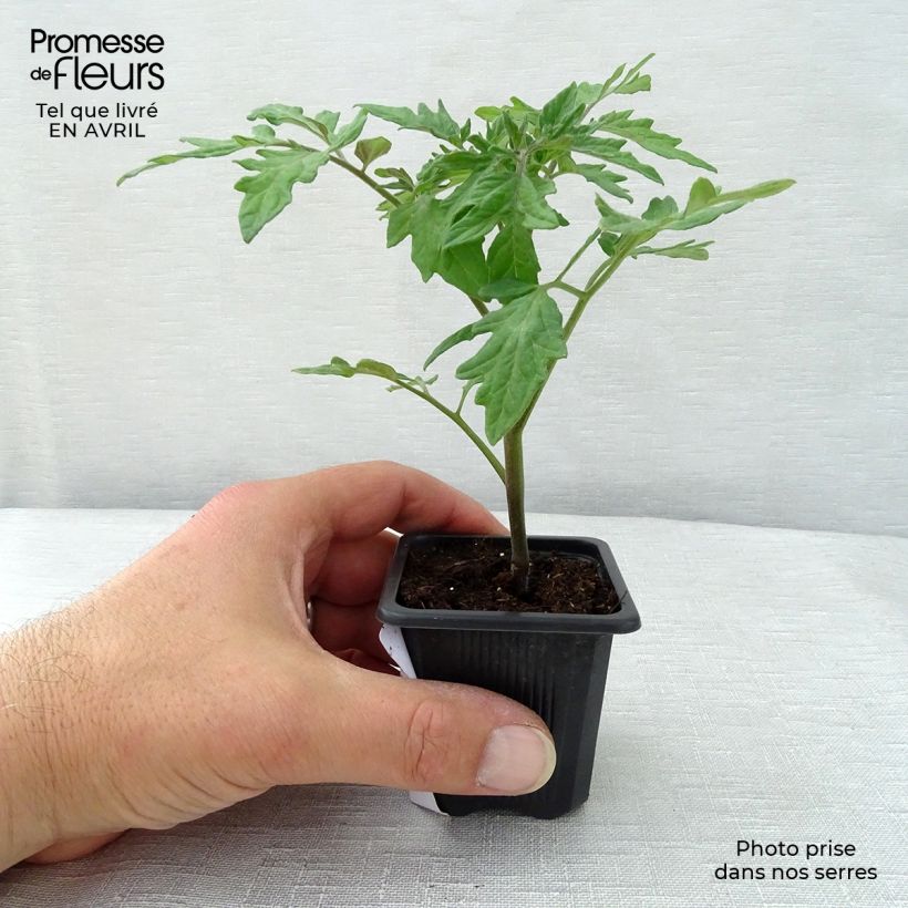 Amostra de Tomate Premio F1 en plants - Tomate-grappe Pot de 10 cm/11cm tal como entregue na primavera