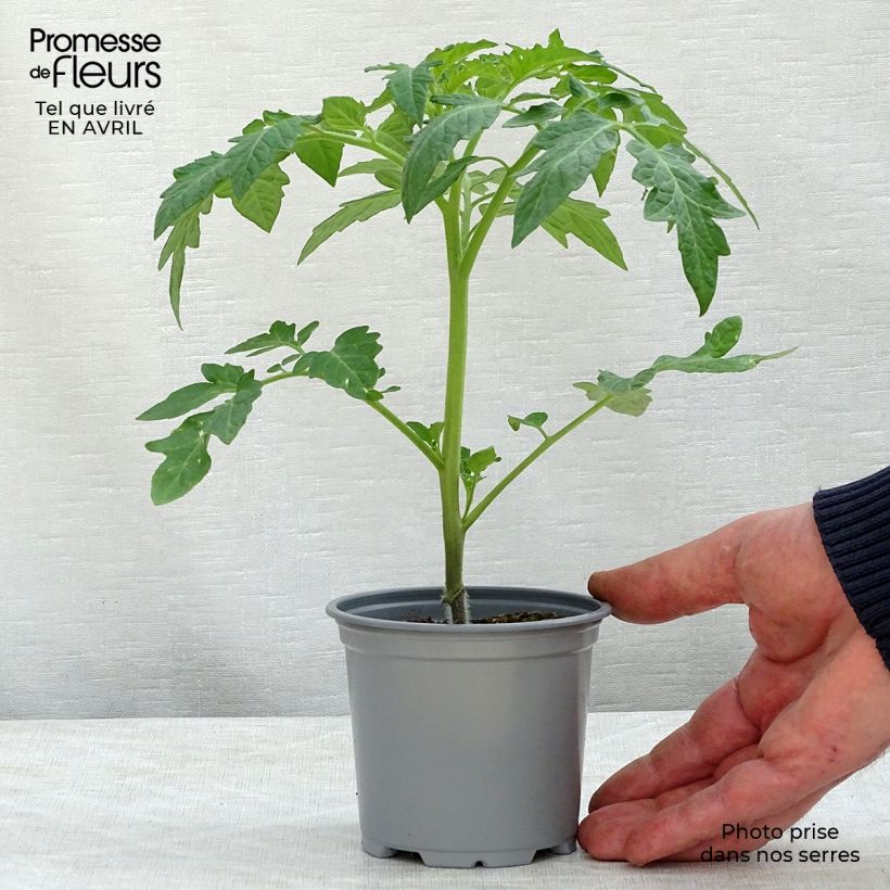 Amostra de Tomate Previa F1 en plants GREFFES - La Sélection du Chef Godet de 8/9 cm tal como entregue na primavera