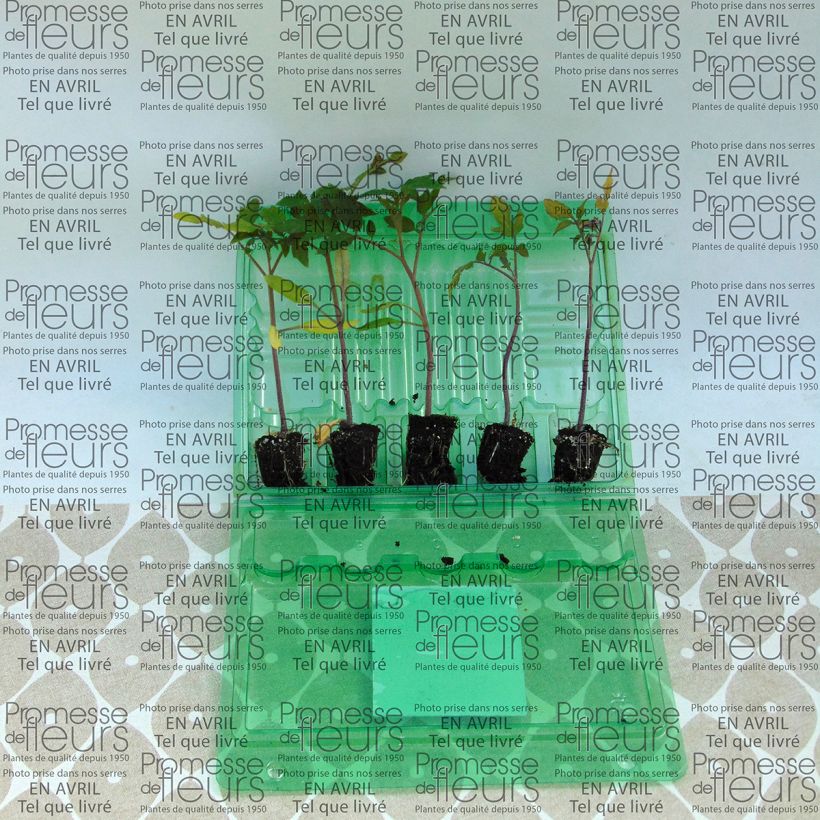 Exemplo de amostra de Tomate Previa F1 en plants - La Sélection du Chef Mini-motte Ø 3/4 cm tal como entregue