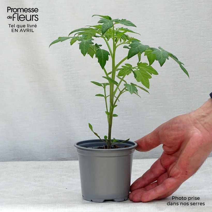 Amostra de Tomate Prune noire en plants Godet de 8/9 cm tal como entregue na primavera