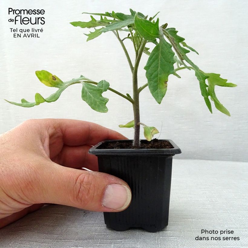Amostra de Tomate Pyros F1 en plants Vaso de 7/8 cm tal como entregue na primavera