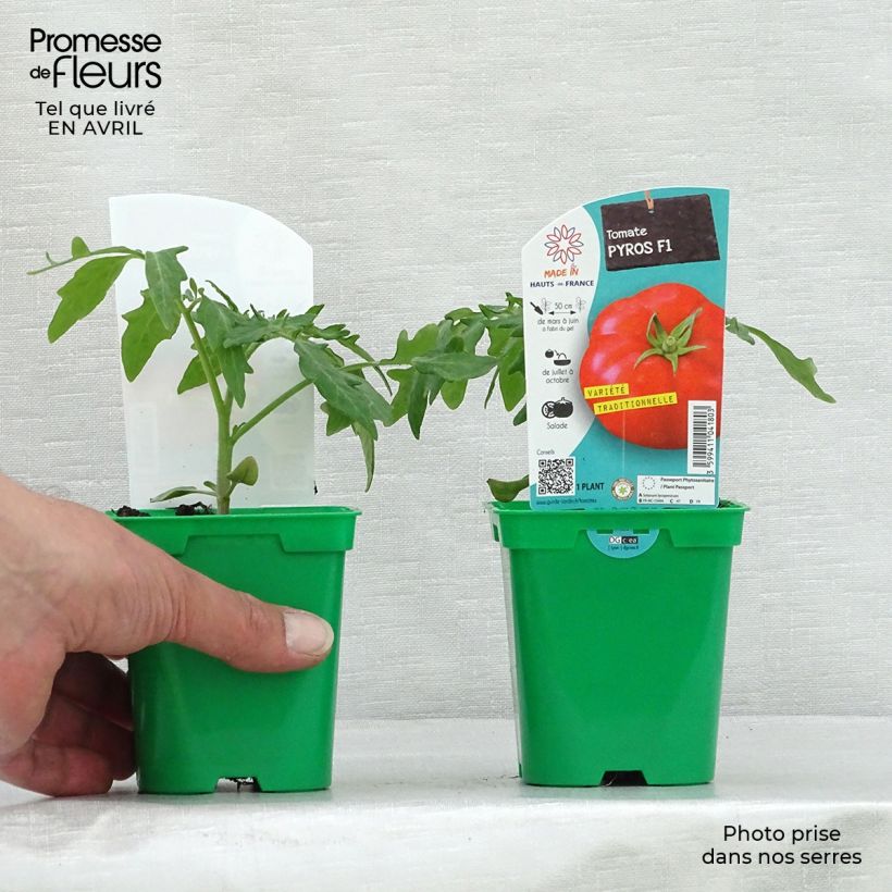 Amostra de Tomate Pyros F1 en plants Vaso de 10 cm/11 cm tal como entregue na primavera