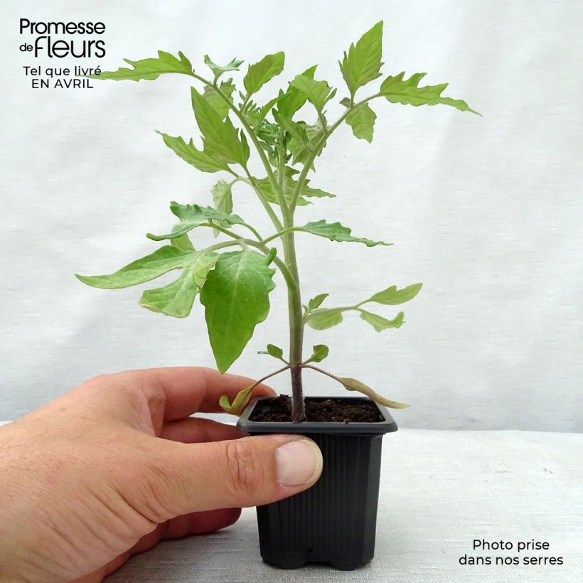 Amostra de Tomate Roma VF en plants - Tomate allongée Vaso de 7/8 cm tal como entregue na primavera