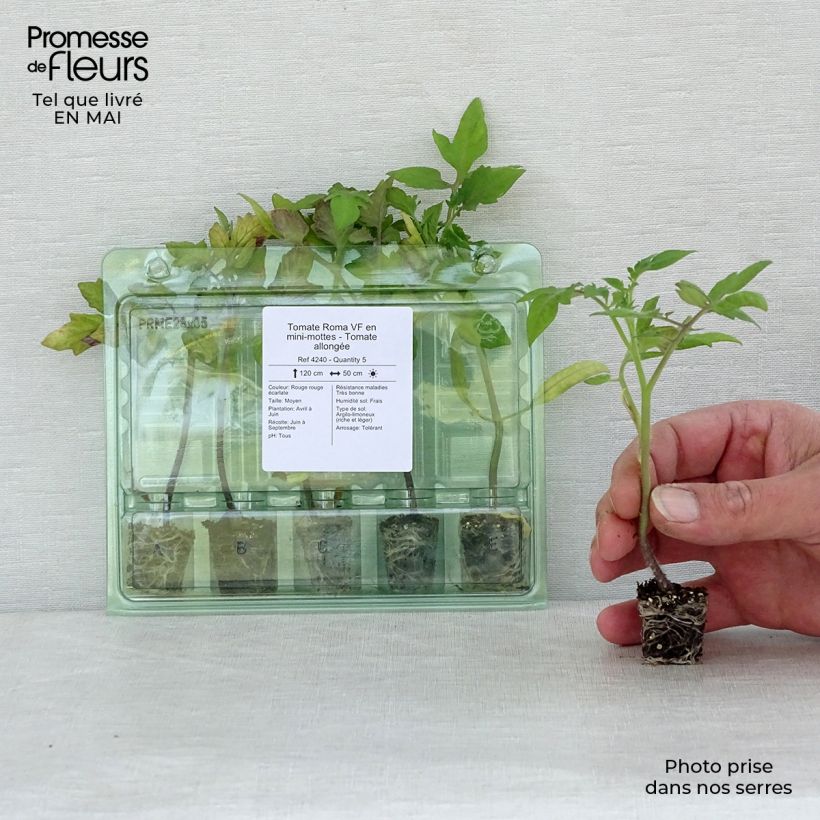 Amostra de Tomate Roma VF en plants - Tomate allongée Mini-torrão Ø 3/4 cm tal como entregue na primavera