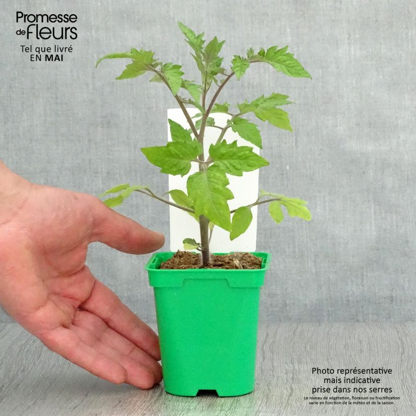 Amostra de Tomate Roma VF en plants - Tomate allongée Vaso de 10 cm/11 cm tal como entregue na primavera
