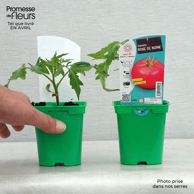Amostra de Tomate Rose de Berne en plants Vaso de 10 cm/11 cm tal como entregue na primavera