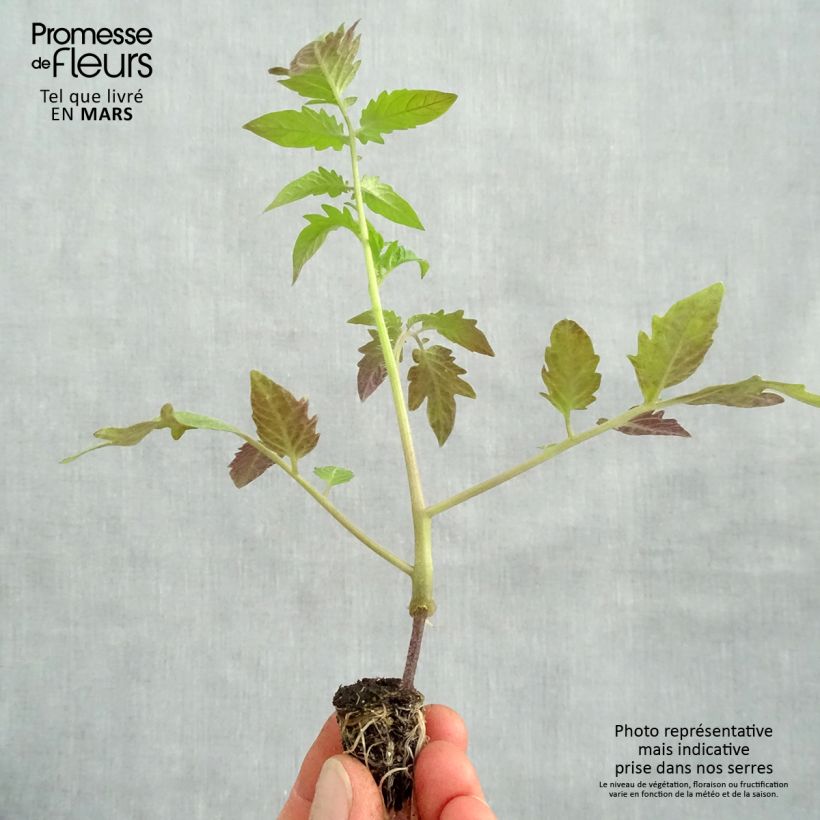 Amostra de Tomate Russe en plants GREFFES BIO rouge en mini-mottes  Mini-motte Ø 1,5/2,5 cm tal como entregue na primavera