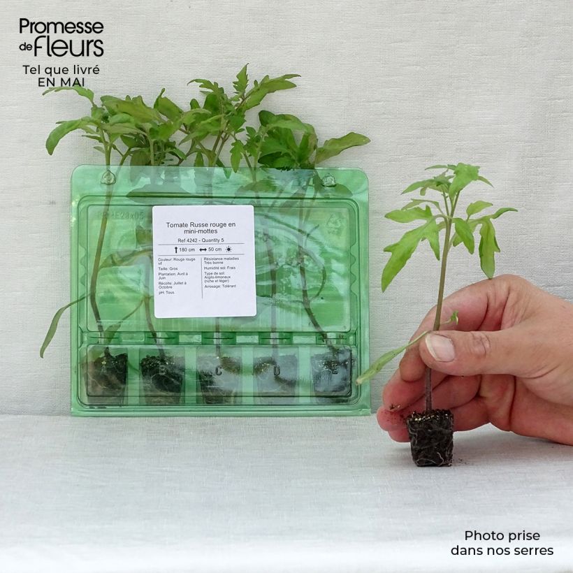 Amostra de Tomate Russe rouge en plants Mini-motte Ø 3/4 cm tal como entregue na primavera